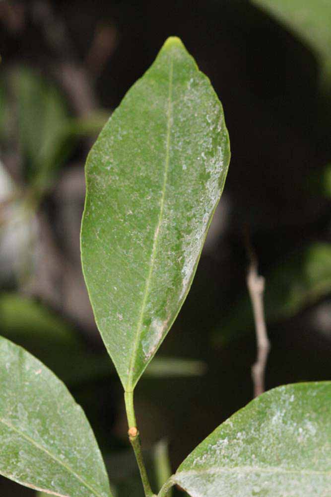              Unifoliolate leaf (Riverside, CA)       